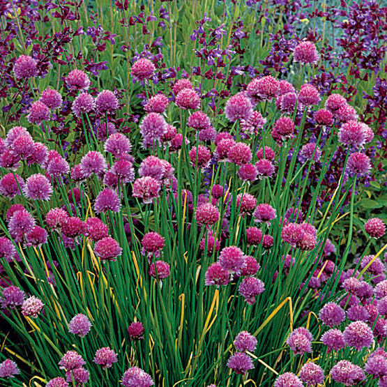 پیازچه برگی